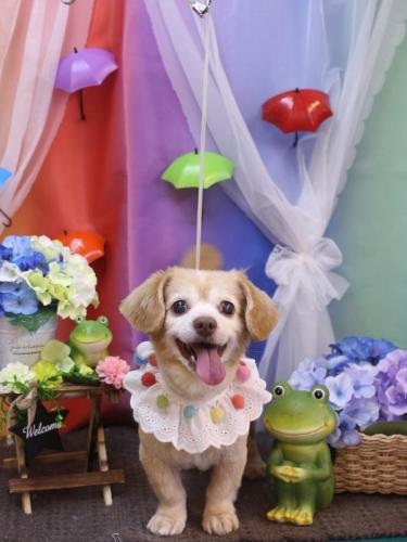 20230616ピースくん